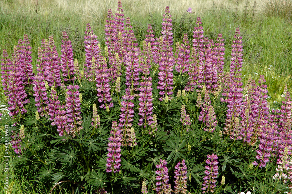 Lupin, Lupinus polyphyllus Lupin, Lupinus polyphyllus