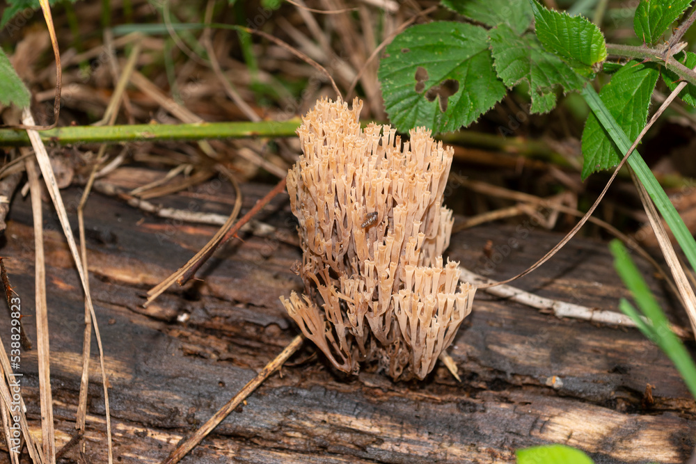 Clavaire élégante, champignon, Ramaria formosa Clavaire élégante, champignon, Ramaria formosa