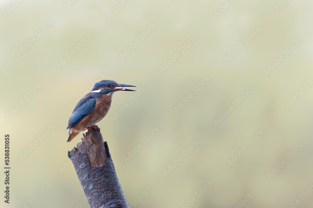 Fototapeta premium Common European Kingfisher Alcedo atthis perching on a branch