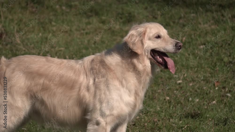golden retriever for a walk, slow motion golden retriever for a walk, slow motion