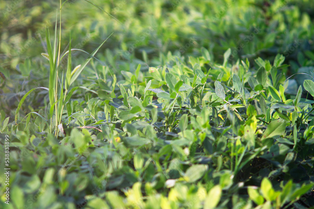 Close up of crops and peanut seedlings in autumn Close up of crops and peanut seedlings in autumn