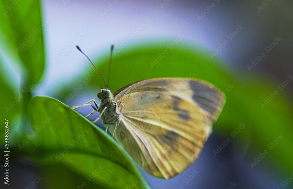 A white butterfly on a flower petal A white butterfly on a flower petal