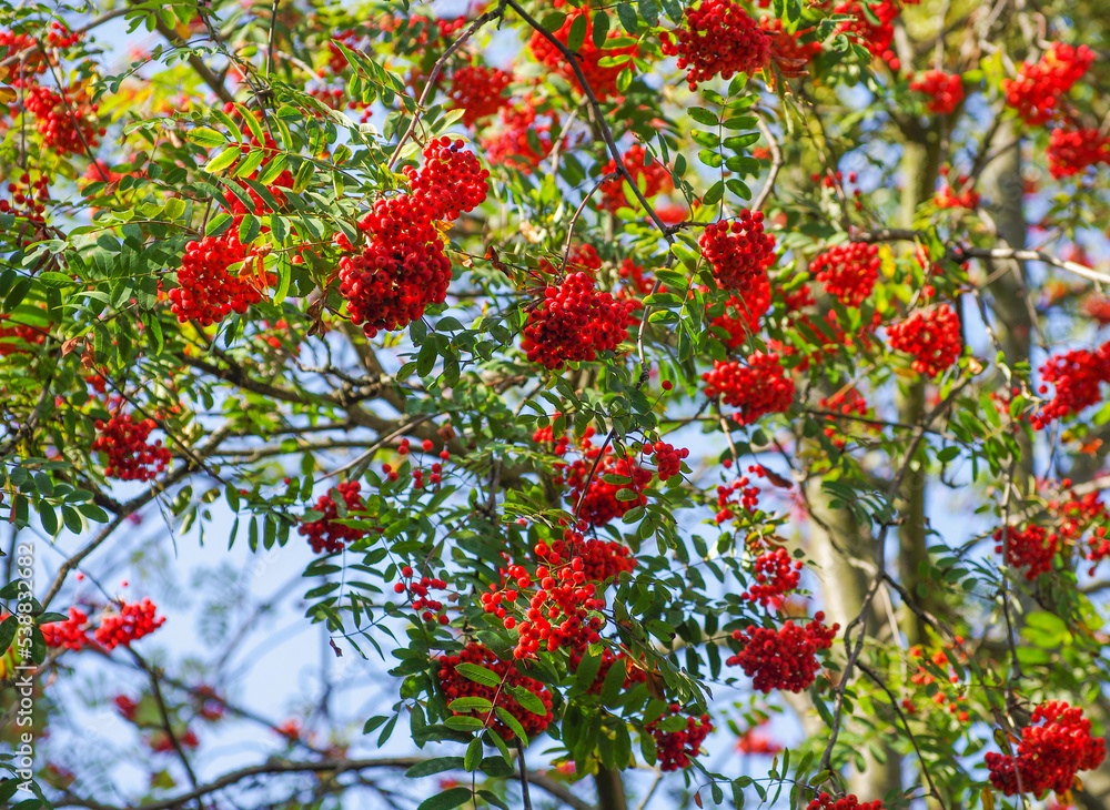 Rowan tree, close-up of bright rowan berries on a tree