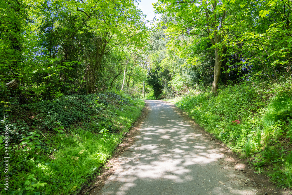 Fototapeta premium Park