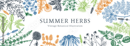 Vector herbs and meadows background. Aromatic plants vintage banner. Medicinal herb sketches. Botanical design for cosmetics, perfumery, herbal tea and herbal medicine. Floral frame