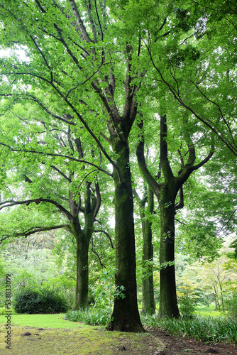ユリノキの巨木、森林浴
