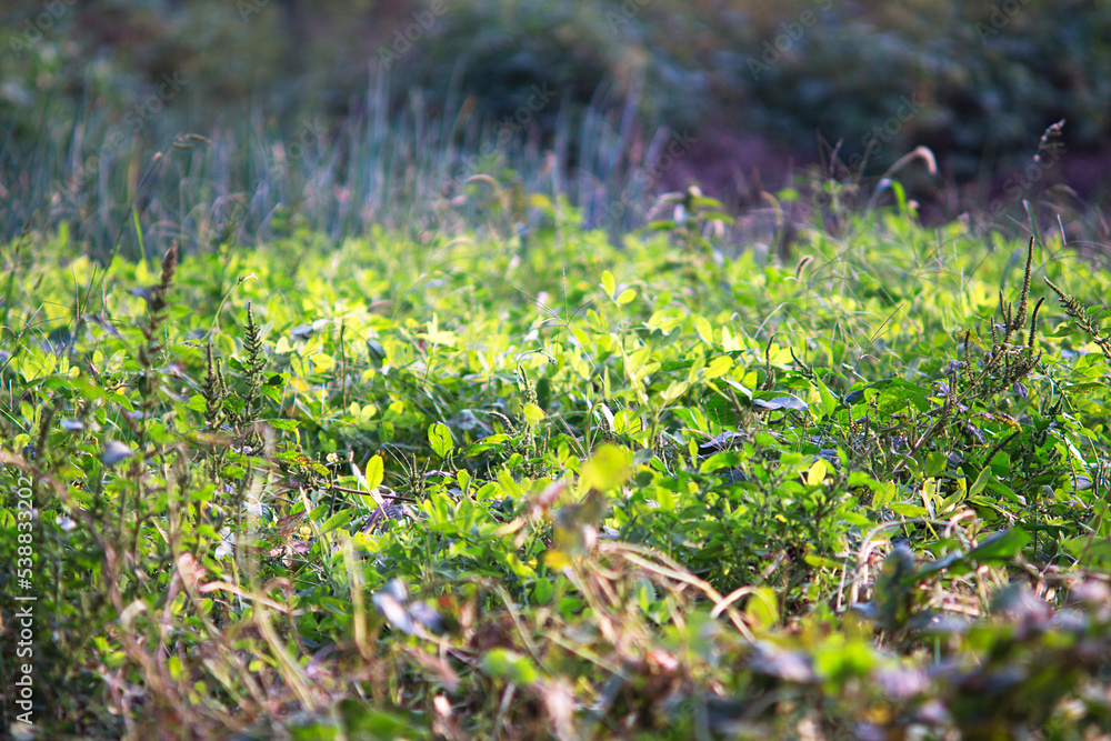 Close up of flourishing peanut seedlings in autumn Close up of flourishing peanut seedlings in autumn