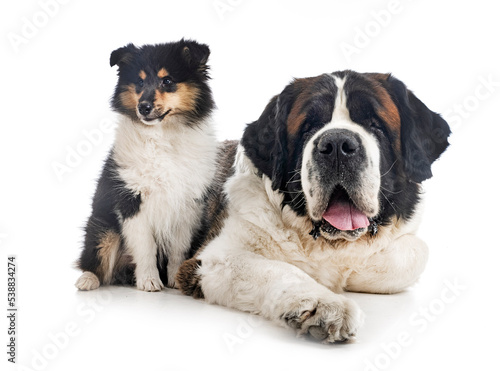 saint bernard and puppy Rough Collie