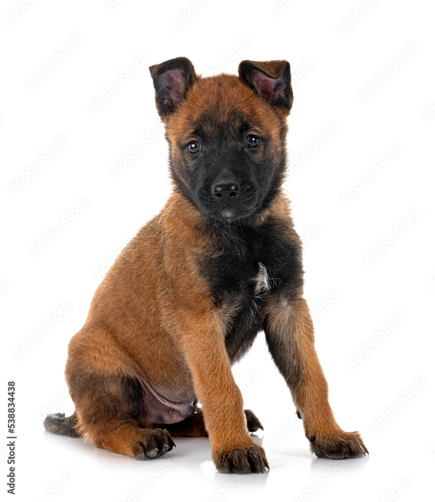Fototapeta premium puppy malinois and cat