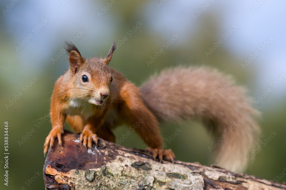 Portrait of red squirrel (Sciurus vulgaris) standing on tree trunk Portrait of red squirrel (Sciurus vulgaris) standing on tree trunk