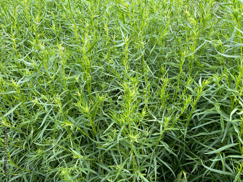 Papier peint Tarragon, Artemisia Dracunculus
