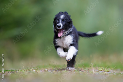 Cute border collie puppy sticking out tongue and running in park photo