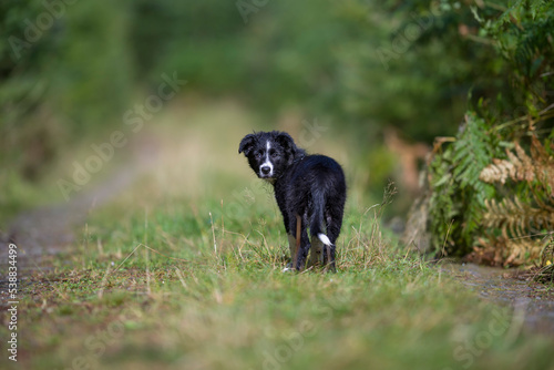 Cute border collie on grass in park photo
