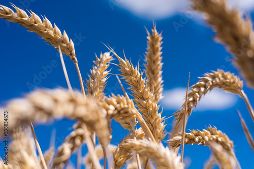 Close-up of wheat growing outdoors photo