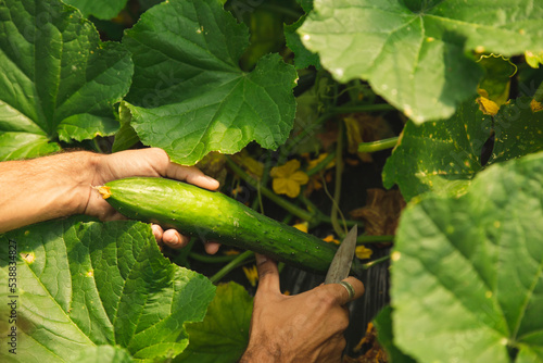 Hands of farmer cutting cucumber amidst leaves photo