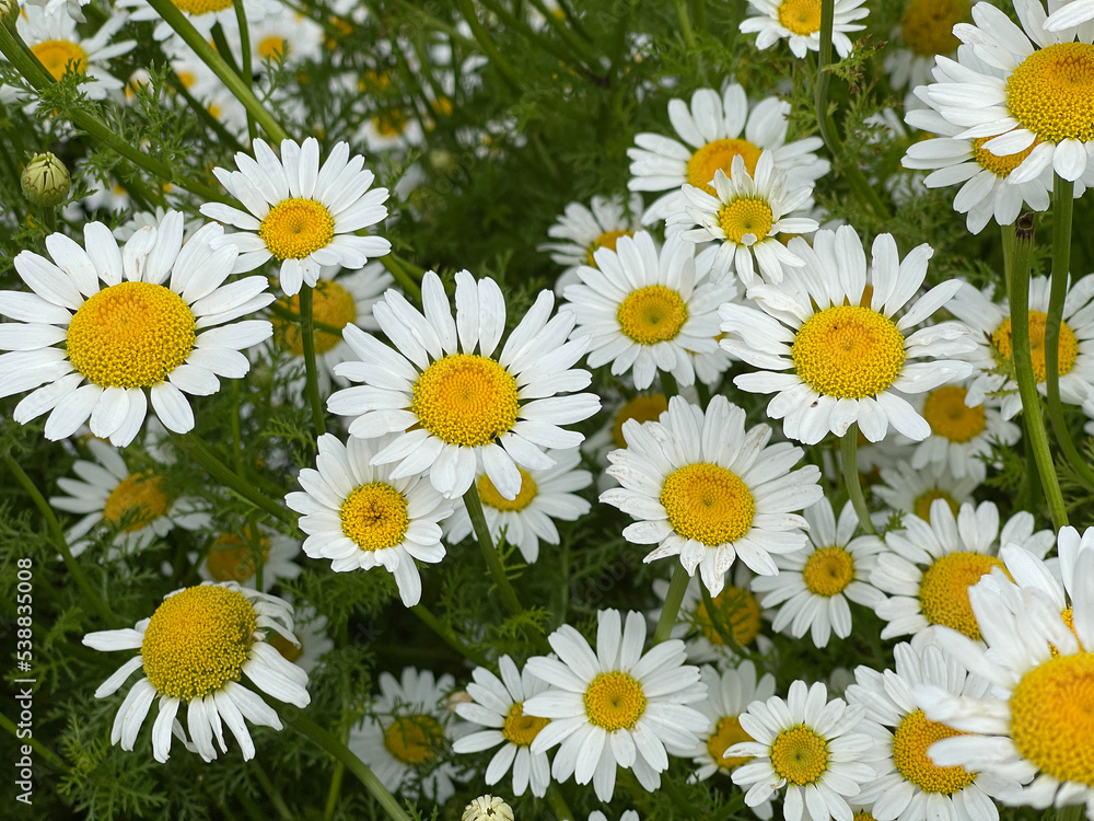 Roman Bertram, Anacycle pyrethrum Roman Bertram, Anacycle pyrethrum
