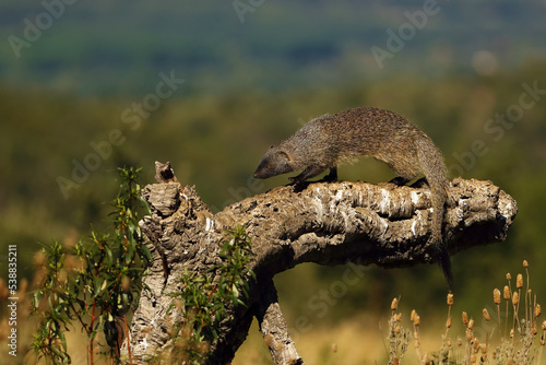 The Egyptian mongoose (Herpestes ichneumon), also known as ichneumon, an adult mongoose searching for prey in the folds of the cork oak bark. photo