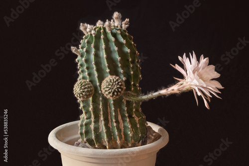 Funny looking Easter Lily Echinopsis eyriesii cactus with one beautiful six inch white and pink flower waving goodbye on a black background photo