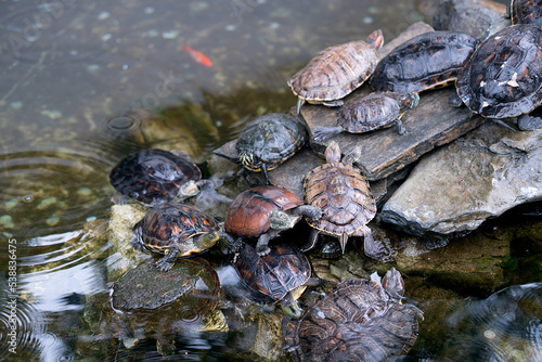 The Little Turtle on the Stone in the Water