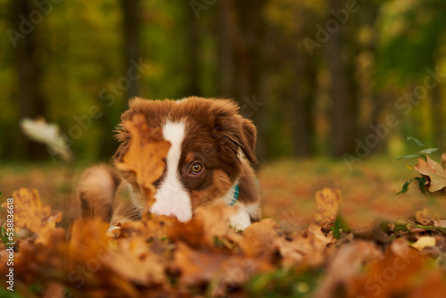 Australian shepherd puppy sitting in dry autumn leaves photo