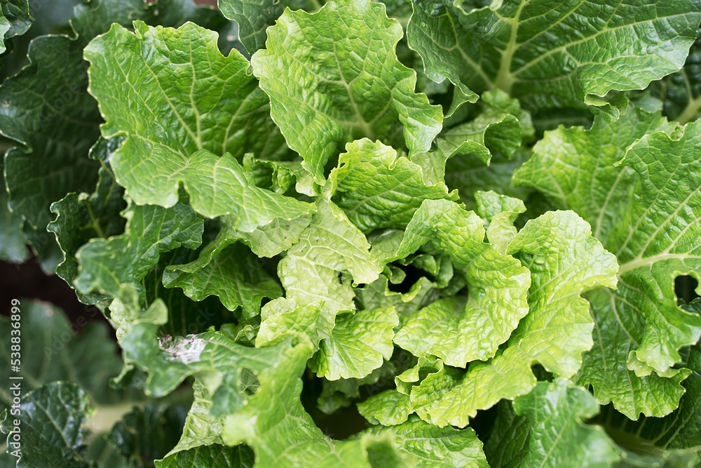 Look down and shoot a cabbage to reveal its heart Look down and shoot a cabbage to reveal its heart