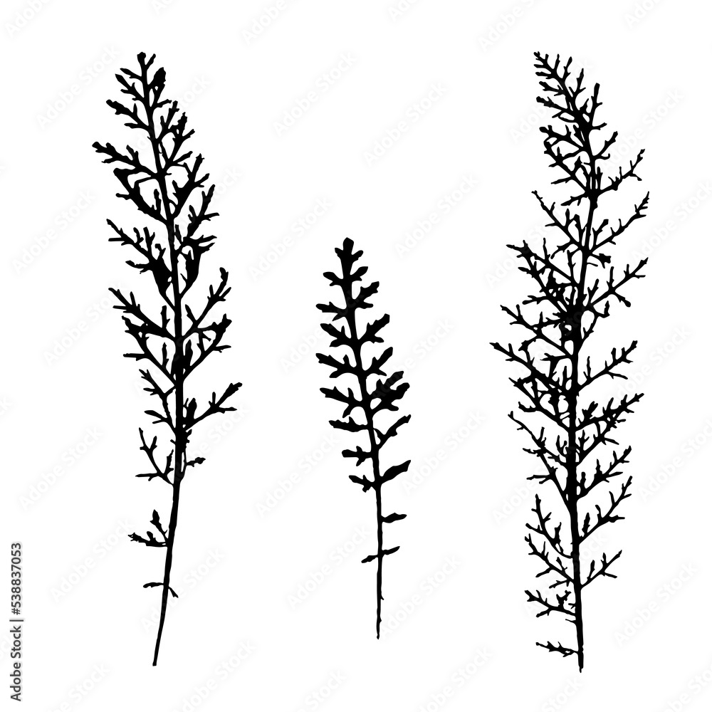 Fototapeta premium A set of silhouettes of a field weed plant. Ink print of leaf texture isolated on white background. Realistic elements of nature.