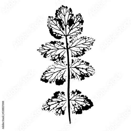 A field herbaceous plant. Black print of detailed plant texture isolated on white background. Element of nature for eco design.