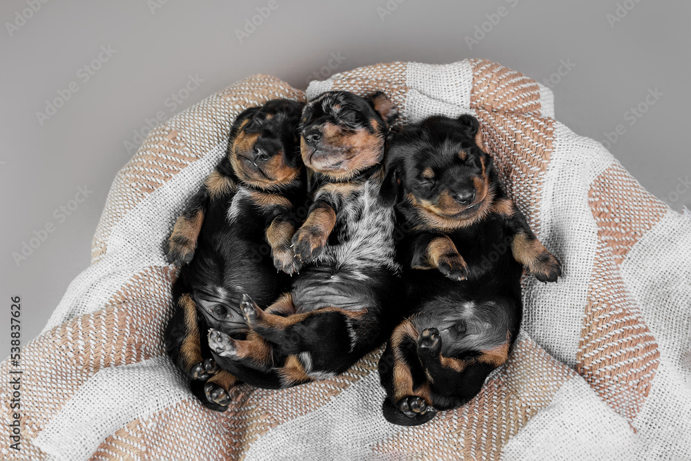 Cute newborn dachshund puppies sleeping under a blanket Stock Photo