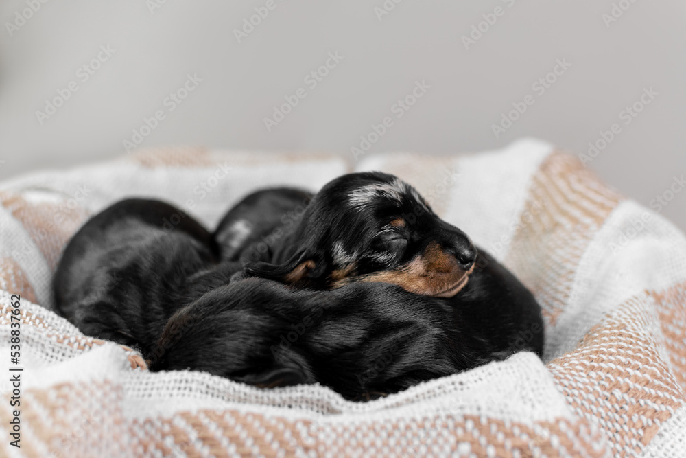 Miniature rabbit dachshund puppies sleeping cute 