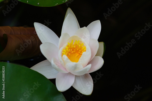 The beauty of natural blooming lotus flowers in soft focus.