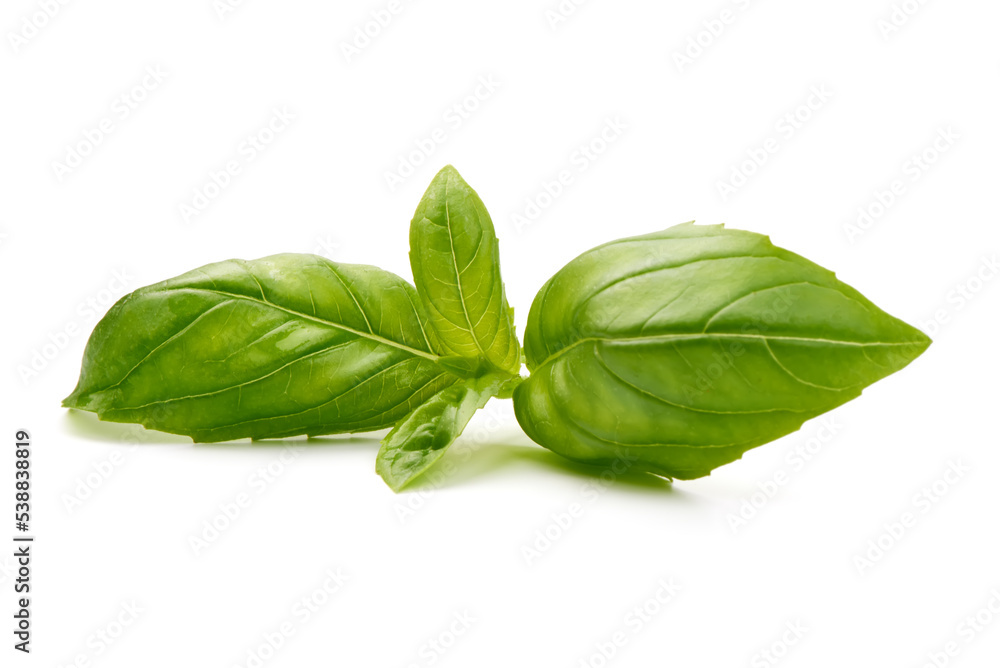 Fresh organic basil leaves, isolated on white background. Fresh organic basil leaves, isolated on white background.