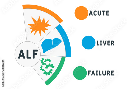 ALF - Acute Liver Failure acronym. business concept background.  vector illustration concept with keywords and icons. lettering illustration with icons for web banner, flyer, landing page