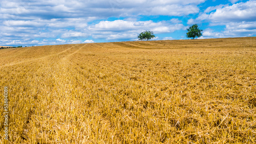 Harvested stubble field in summer