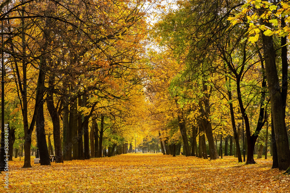 Alley in the autumn park