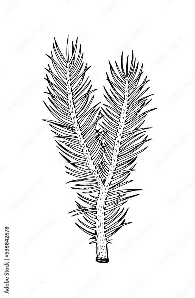 Pine spruce branch. Needle tree. Christmas vector silhouette. Evergreen hand drawn engraved sketch. Holiday winter illustration. Fir plant icon. Forest art black element. Christmas pine spruce branch