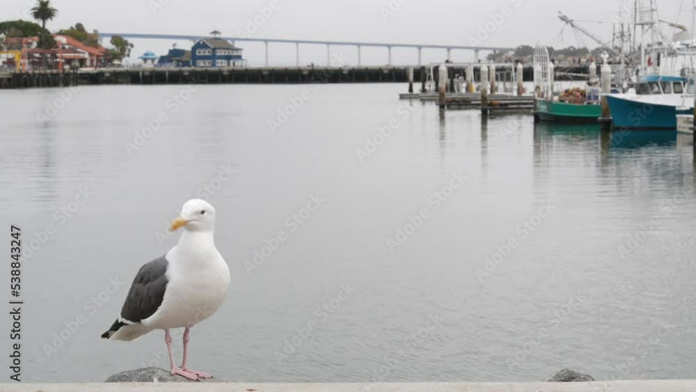 Seaport village by ocean harbor, downtown of San Diego, California coast, USA. Seagull bird by marina, waterfront harborside promenade for tourism by bay. Coronado bridge and fisherman fishing boats. Seaport village by ocean harbor, downtown of San Diego, California coast, USA. Seagull bird by marina, waterfront harborside promenade for tourism by bay. Coronado bridge and fisherman fishing boats.