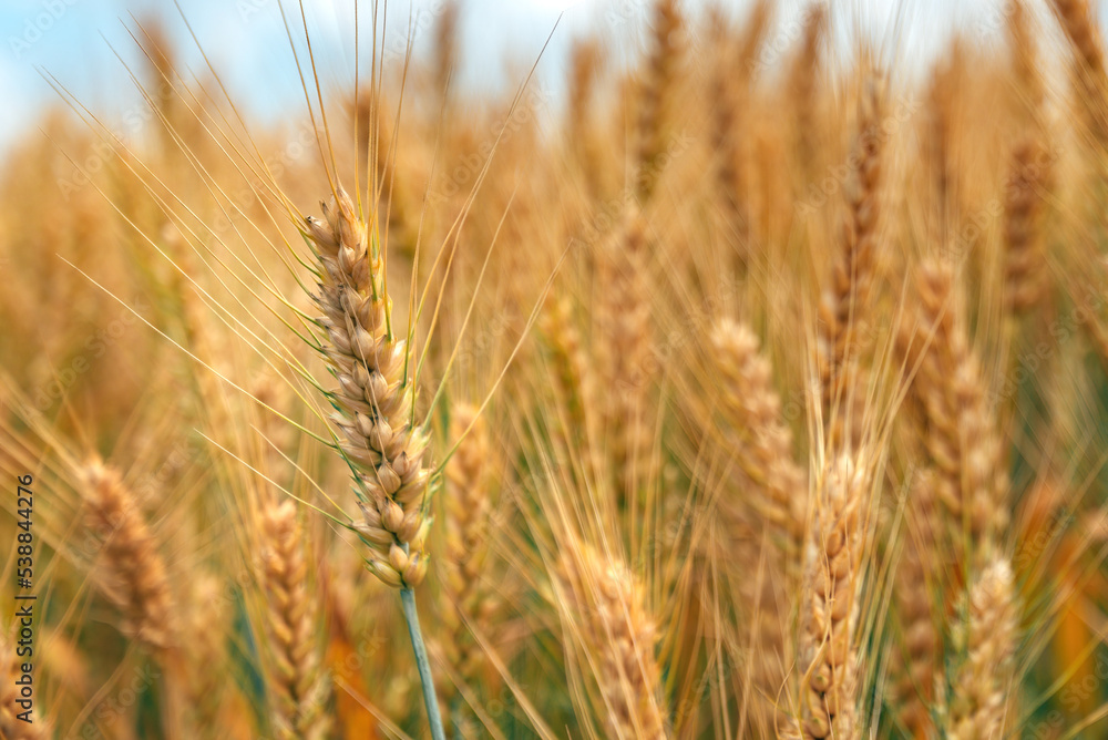 Ripe ear of wheat crop in cultivated agricultural field ready for harvest Ripe ear of wheat crop in cultivated agricultural field ready for harvest