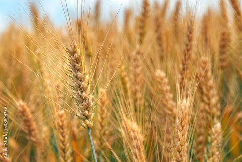 Ripe ear of wheat crop in cultivated agricultural field ready for harvest © Bits and Splits