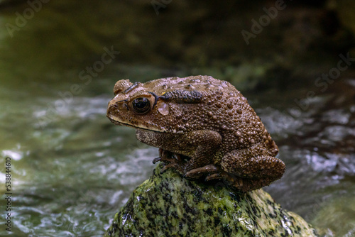 Close up image of Bull frog on the rock.