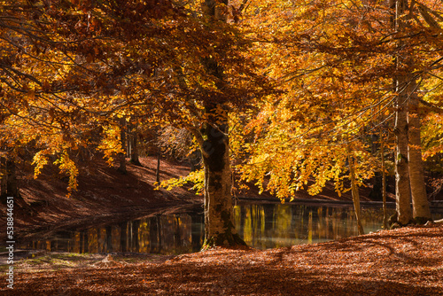 Panoramic view of pond in the autumn forest with the reflections of the beech trees © Buffy1982