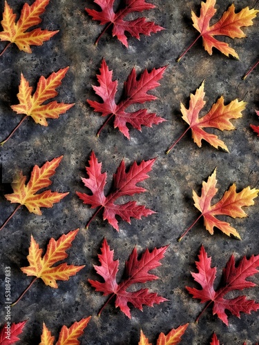 Maple leaves pattern on black background. Beautiful colorful red and yellow maples leaves backdrop. Autumn wallpaper. 