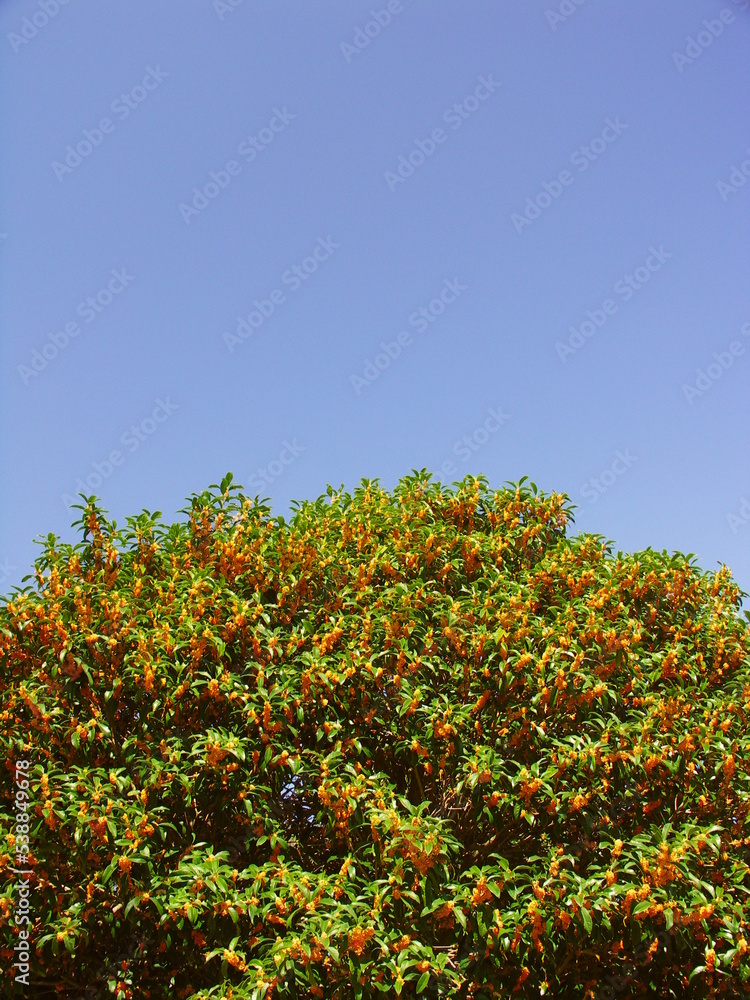 青空と花咲く金木犀の木