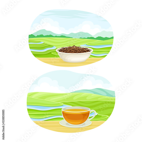 Tea Green Terrace Field Plantation and Cup with Hot Aromatic Beverage Vector Set