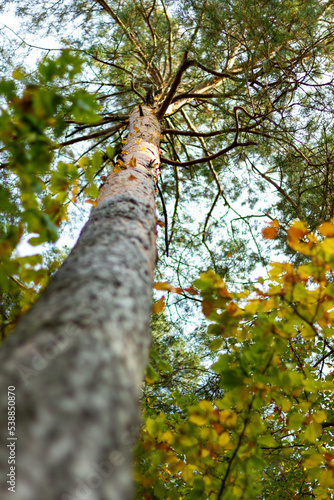 Fototapeta Naklejka Na Ścianę i Meble -  Las jesienią - Autumn forest