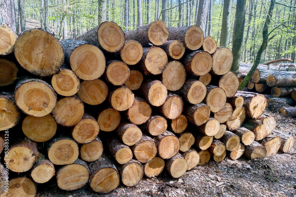 Cut tree logs lie on the ground in the forest. Cut tree logs lie on the ground in the forest.