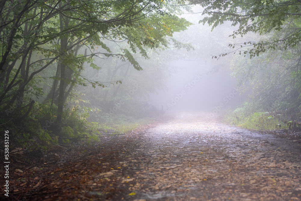 Foggy muddy rain forest landscape in the early morning . Selective focus. Yalova city. Turkey. Foggy muddy rain forest landscape in the early morning . Selective focus. Yalova city. Turkey.