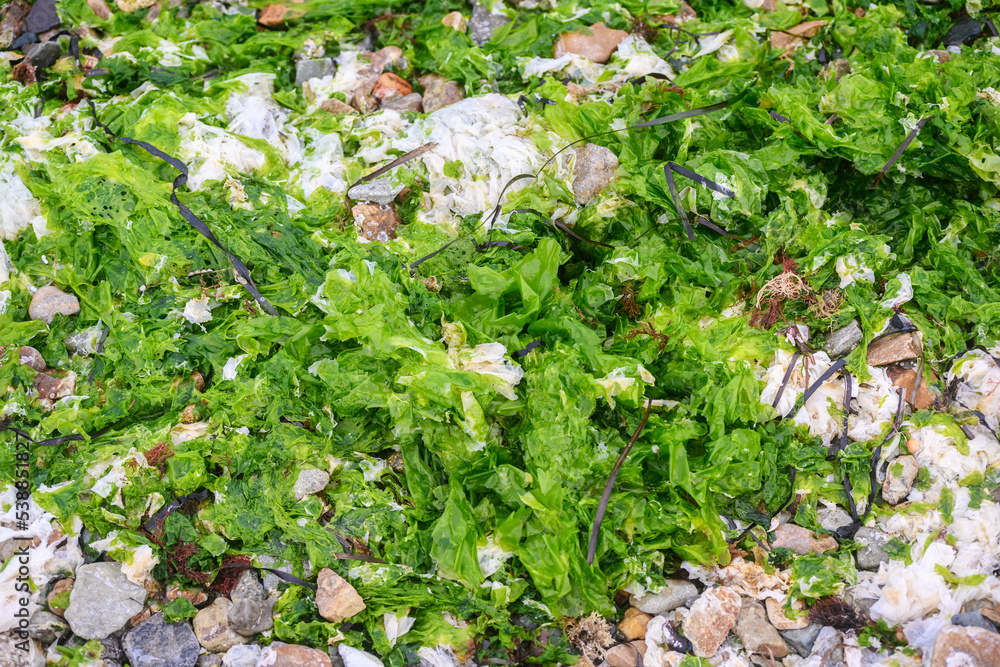 Green algae on a stone by the seashore. Green algae on a stone by the seashore.