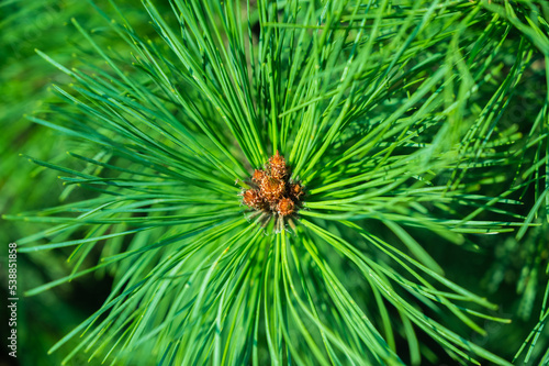 Pine branches at sunlight. Selective focus. Shallow depth of field.