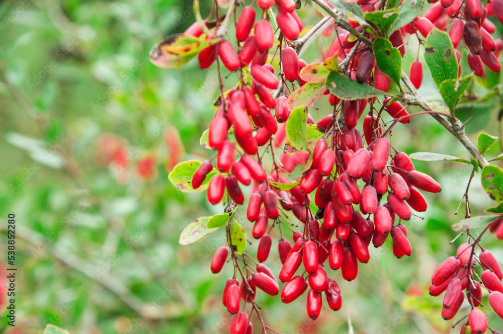 Obraz premium red ripe barberry berries on a branch of a green bush in the garden in autumn. barberry cultivation concept