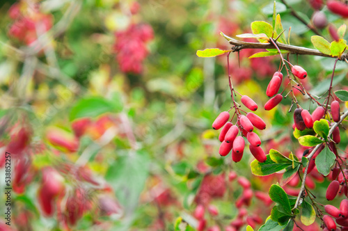 red ripe barberry berries on a branch of a green bush in the garden in autumn. barberry cultivation concept